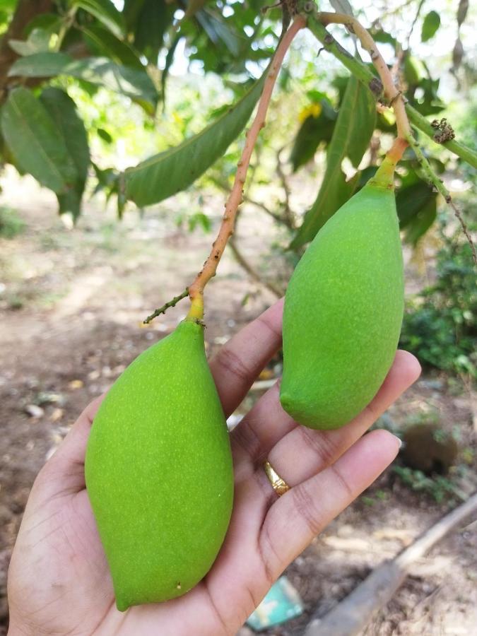 Pratik Mango Farm House Villa Revadanda Exterior photo